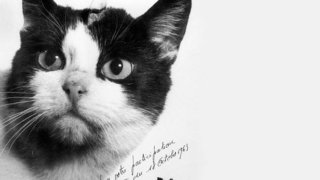 felicette
