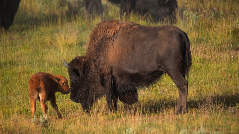 За пръв път от векове насам има диви бизони в Родопите