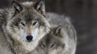 Броят на доста от дивите животни на континента расте устойчиво