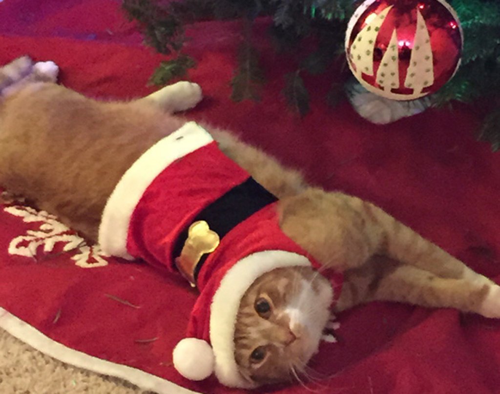 Най-сигурният начин да се опази елхата, е като се превърне в любимо място за спане на котито