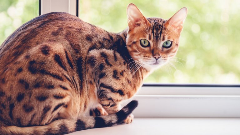 ТойгърИмето на породата е заигравка между думите „тигър“ и „играчка“ на английски. Тойгър има скромни размери – достига до едва 6 килограма, рядко – до 7. Може да има както тигрова, така и леопардова окраска. Породата е невероятно интелигентна и има нужда от ежедневни игри и стимулация.