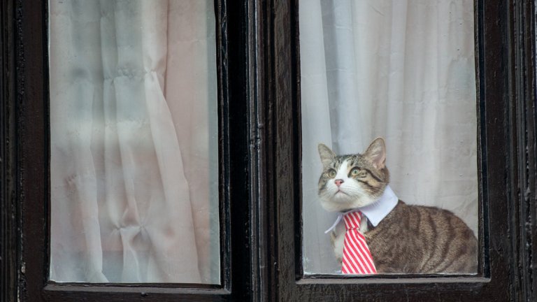 Какво се случва с котката след ареста на създателя на WikiLeaks