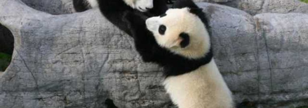 panda