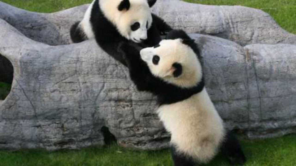 panda