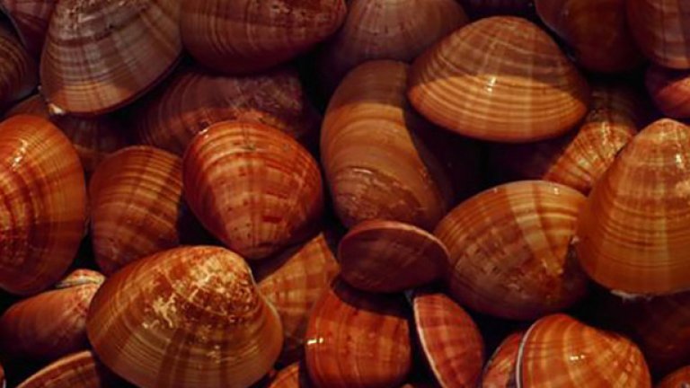 Всяка една от тези мидички е напълнена с 10 гр. кокаин и старателно залепена след това