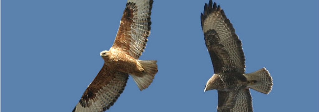 Buteo_rufinus-01