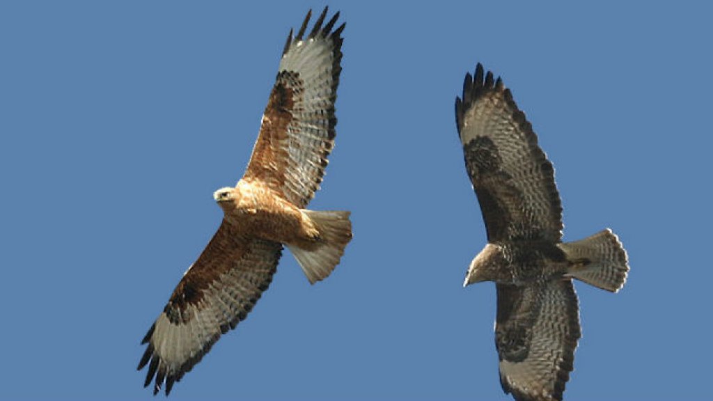 Buteo_rufinus-01