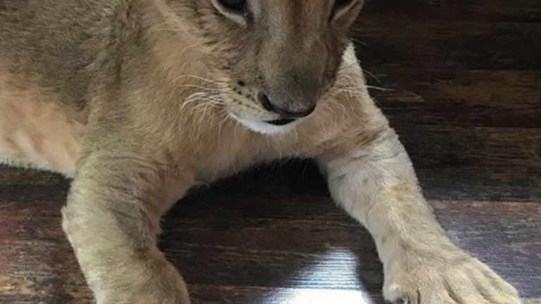 Борисов се намеси в спора за лъвовете от Разград