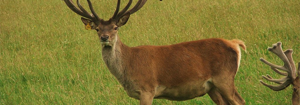 Pictures-Of-Wild-Park-Deer-UK.JPG-1