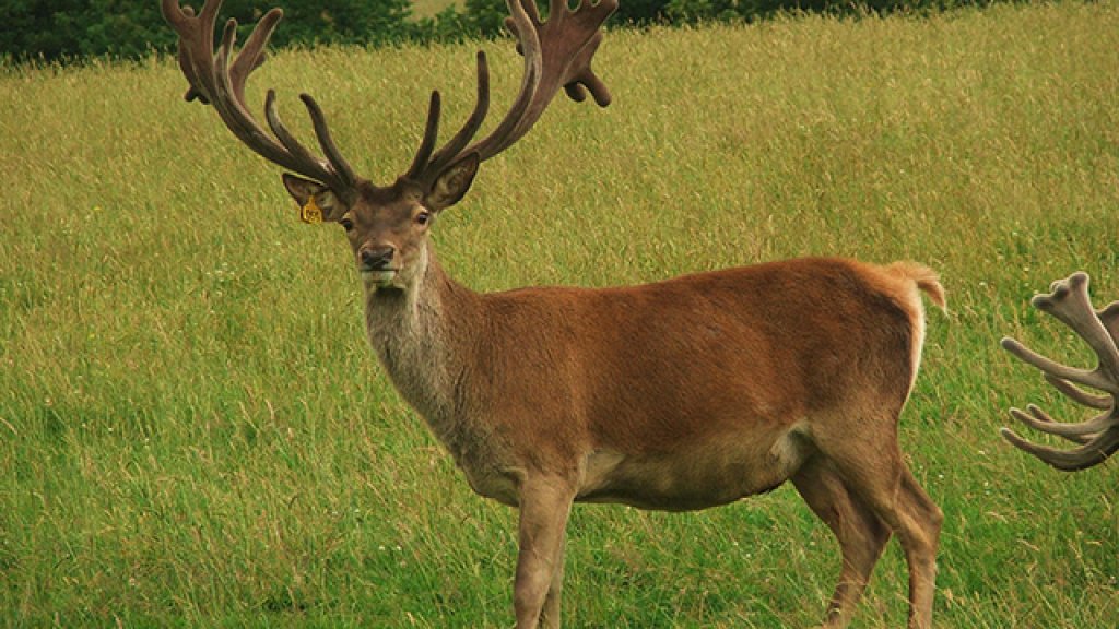 Pictures-Of-Wild-Park-Deer-UK.JPG-1