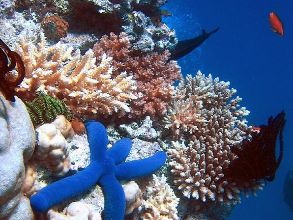 576px-Blue_Linckia_Starfish