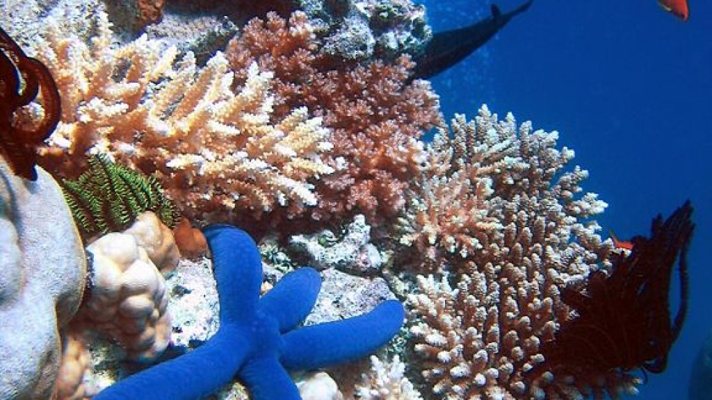 576px-Blue_Linckia_Starfish