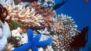 576px-Blue_Linckia_Starfish