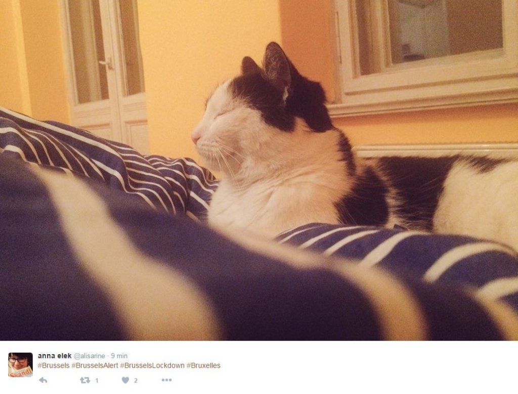 cat9