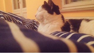 cat9