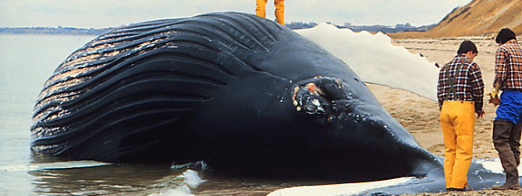 Dead_whale_NOAA