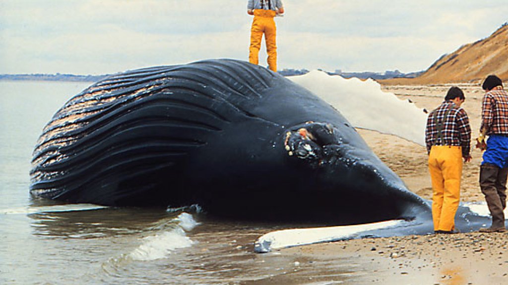 Dead_whale_NOAA