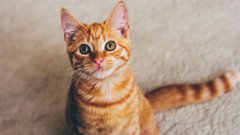 Над 200 котки бяха избити за месец в малко курортно градче във Франция