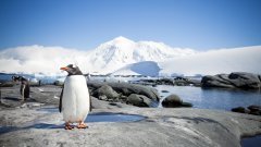 Търсят се хора за работа в поща в Антарктида