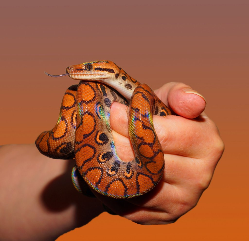 snake-rainbow-boa-reptile-scale