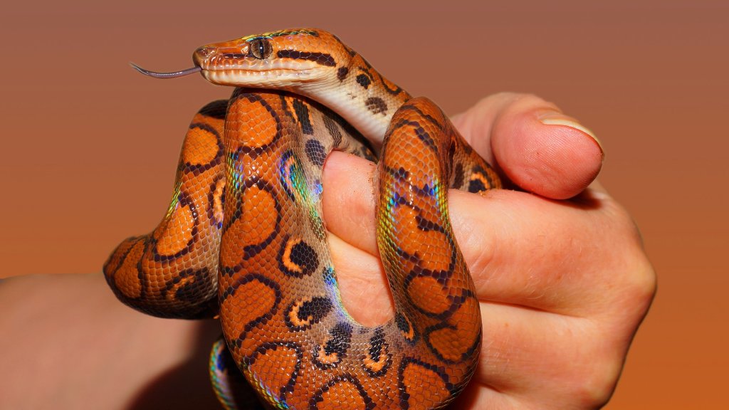 snake-rainbow-boa-reptile-scale