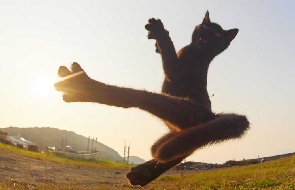 котки нинджа