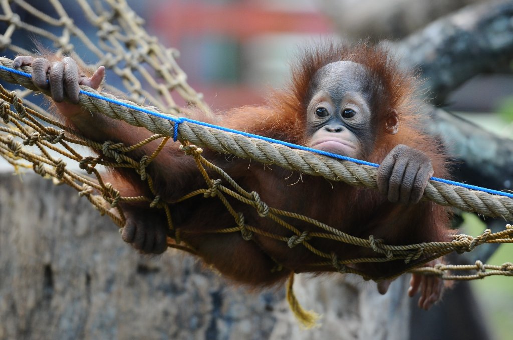 Orphaned Orangutans Are Released Back Into The Wild