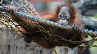 Orphaned Orangutans Are Released Back Into The Wild