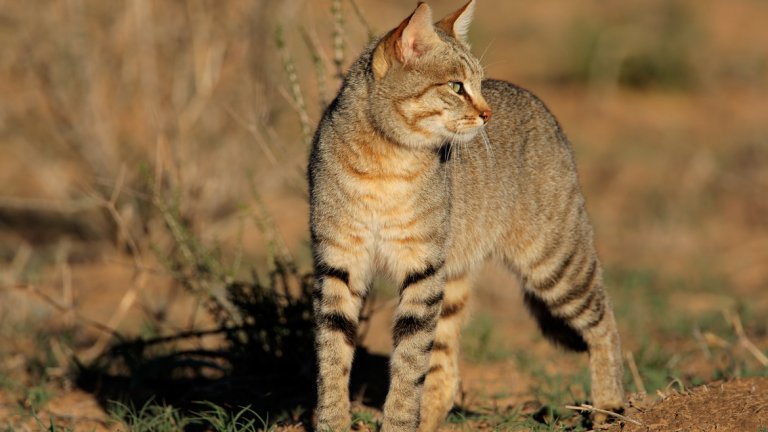 Африканската дива котка, от която сме опитомили нашите домашни котки, Felis lybica, обикновено води уединен живот, предимно срещайки се с други екземпляри по време на размножителния период. Като се има предвид до каква степен котките са различни и дистанцирани от животните, с които живеем, не е странно, че вероятно разчитаме погрешно техните сигнали.