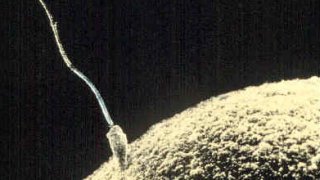 Sperm-egg