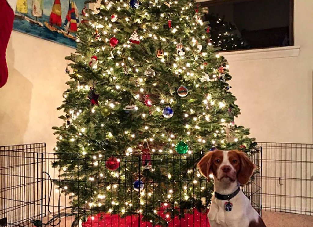 Добра идея, но изглежда, че с един малък скок и кучето отново ще е върху елхата