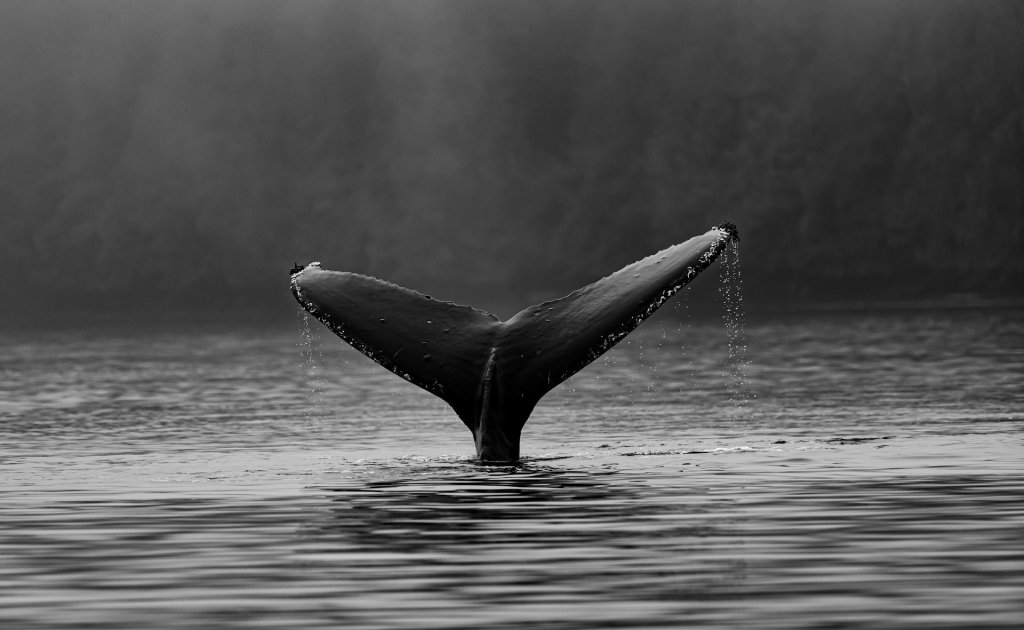 thomas-lipke-kkXDhAUnxYI-unsplash