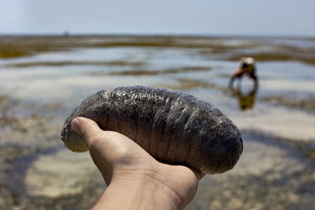 Морската краставица се смята за лукс в Китай