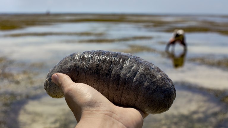 Морската краставица се смята за лукс в Китай