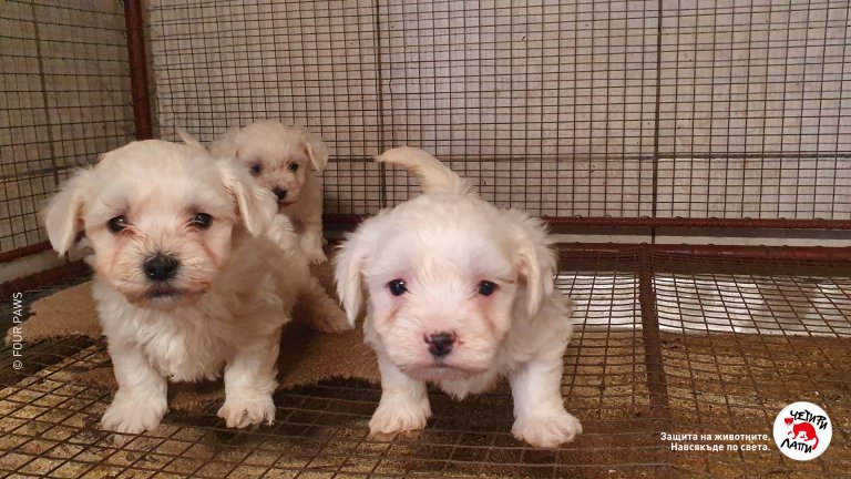 незаконната търговия с кучета © FOUR PAWS (11)