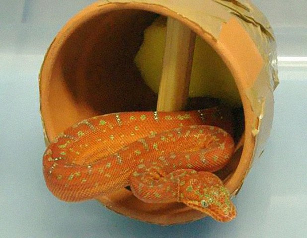 Защитен вид змия в делва - класика