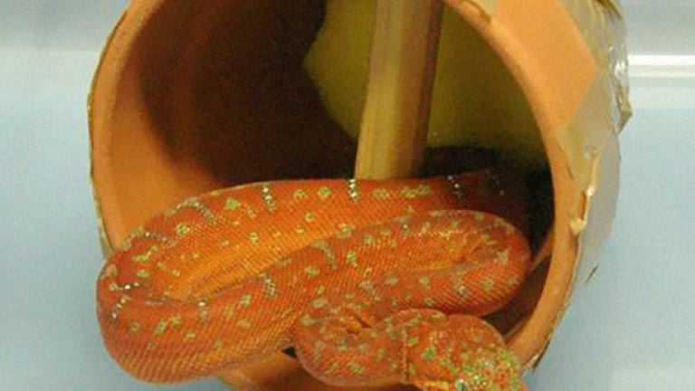 Защитен вид змия в делва - класика