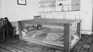 A_couple_sleeping_in_a_Morrison_shelter_during_the_Second_World_War._D2055