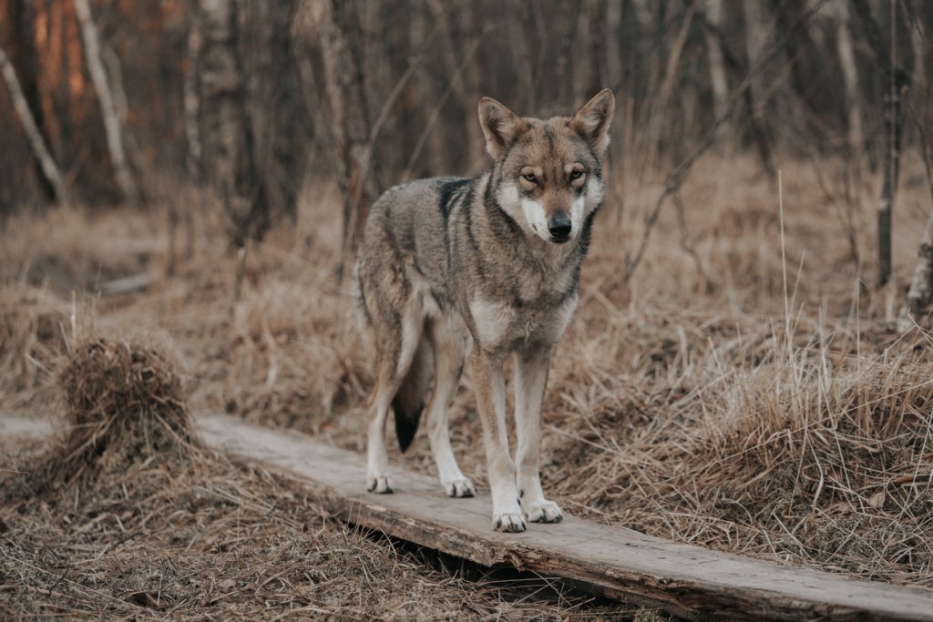 Сарлосово вълче куче
Сарлосовото вълче куче като нищо може да бъде сбъркано с истински див вълк. То обаче е един нежен гигант с овладян темперамент и балансиран характер. Обожава големите напоителни разходки, обича да тича, радва се да пази и да служи на стопаните си, а след като изчерпи енергията си – с удоволствие се сгушва до нас на дивана.
