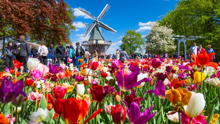 Лалетата отдавна са станали символ на Нидерландия.