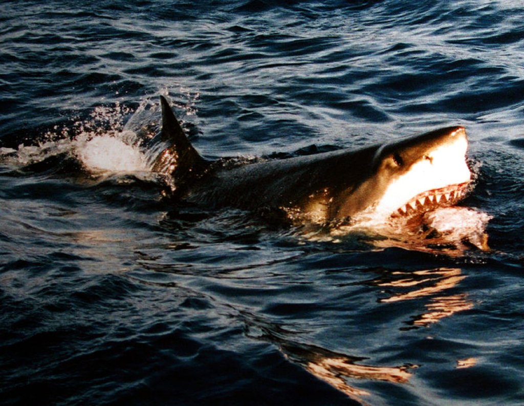 800px-Surfacing_great_white_shark