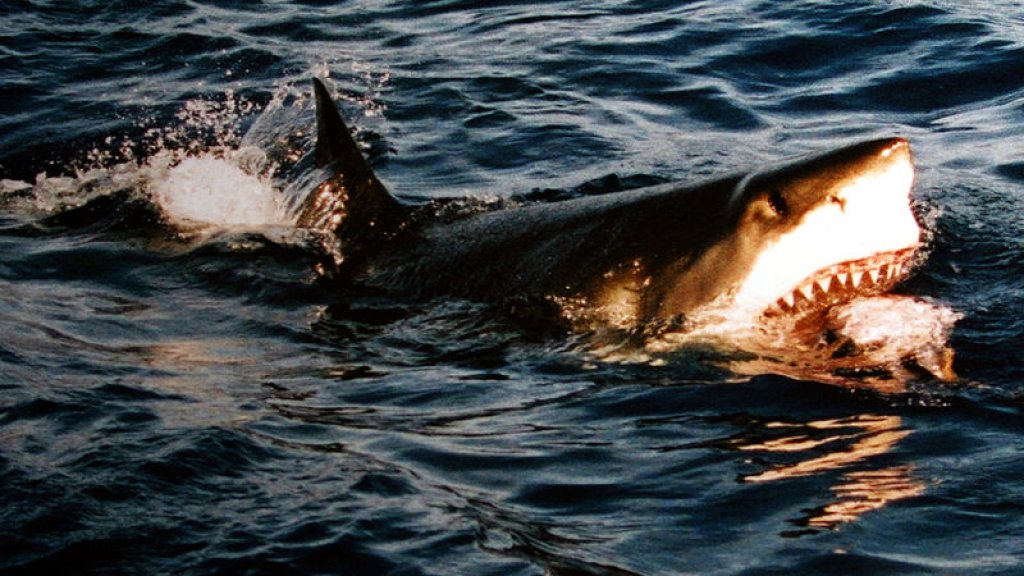 800px-Surfacing_great_white_shark
