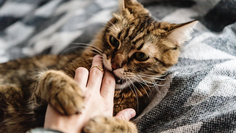 Ако не е научена, че пръстите не са играчка, котката ще ги ползва като такива.