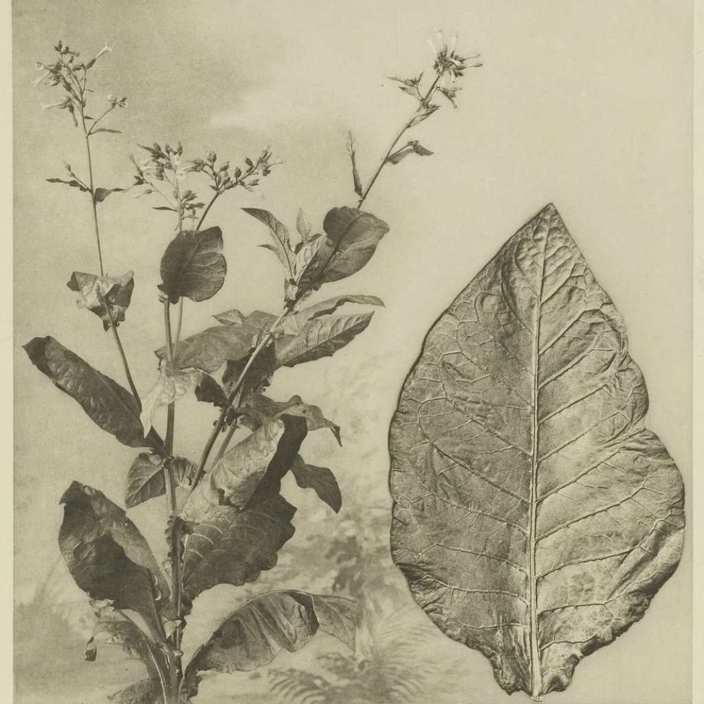 KITLV_-_26868_-_Kleingrothe,_C.J._-_Medan_-_Tobacco_plant_and_tobacco_leaf,_Deli_-_circa_1905.tif