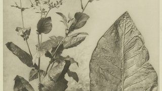 KITLV_-_26868_-_Kleingrothe,_C.J._-_Medan_-_Tobacco_plant_and_tobacco_leaf,_Deli_-_circa_1905.tif