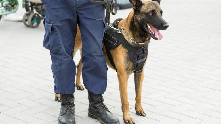 Белгийската овчарка е предпочитаното полицейско куче на много места по света.