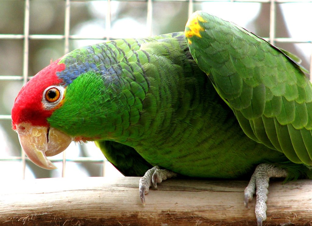 green-cheeked-amazon-parrot-01