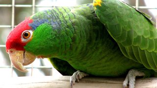green-cheeked-amazon-parrot-01