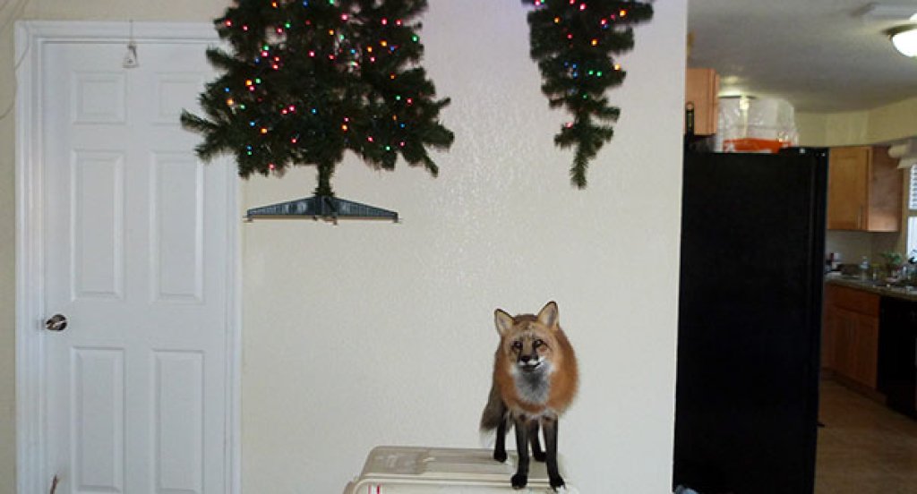 Интересно решение, но защо ще гледаш лисица в дома си!?