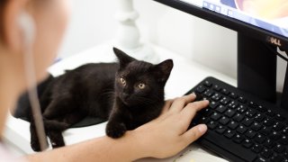 черна котка, петък 13